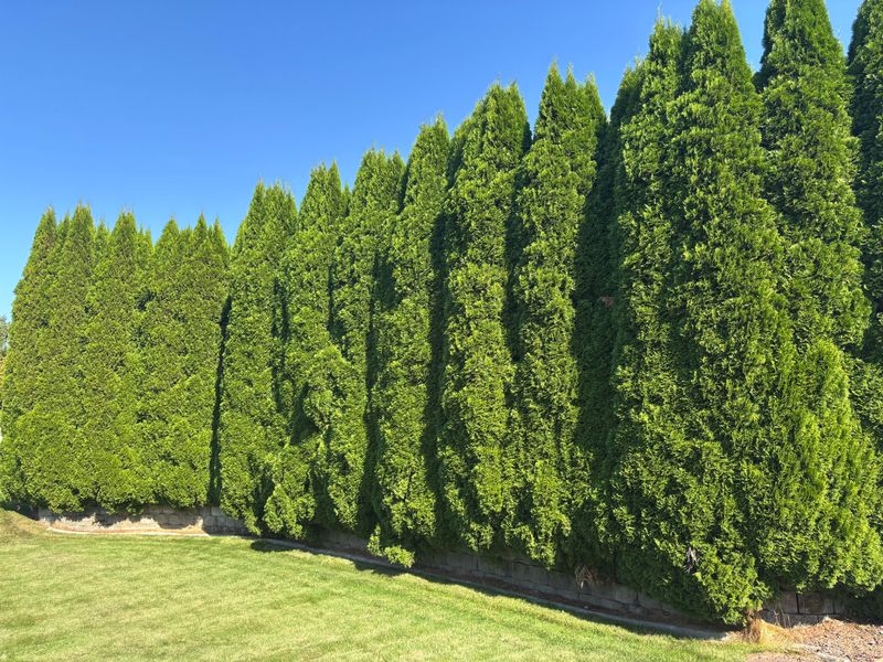 Plants Worth Checking First In Ohio Yards Plants Worth Checking First In Ohio Yards