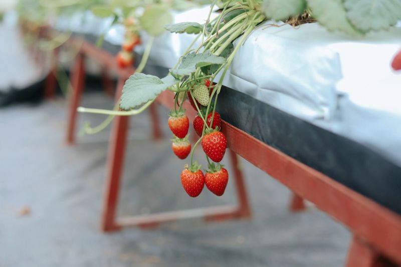 Plasticulture Beds And Smart Variety Picks