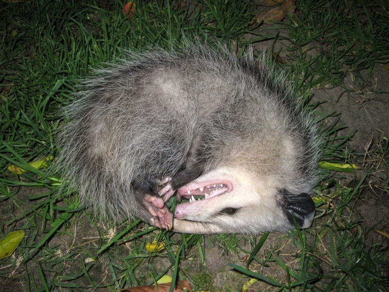 Playing Possum Is A Defense, Not A Threat Playing Possum Is A Defense, Not A Threat