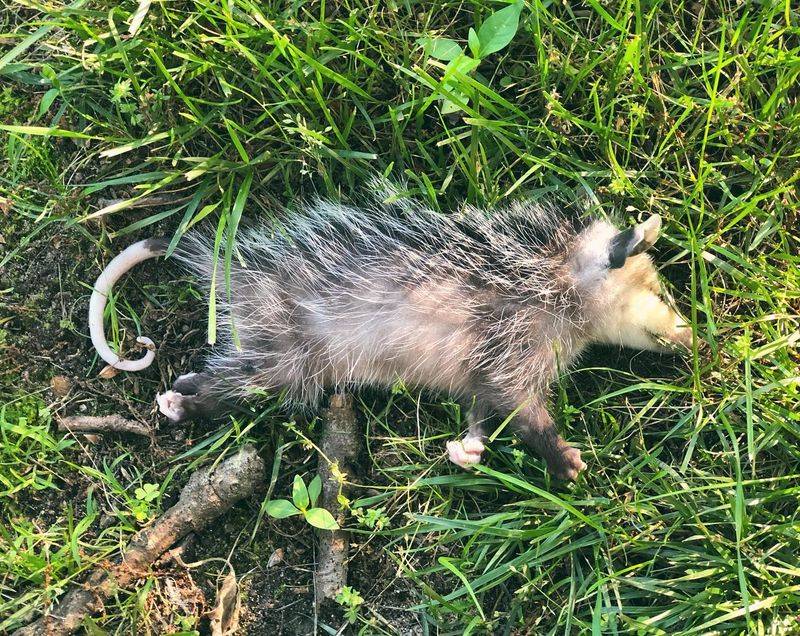 Playing Possum Is An Involuntary Reaction, Not An Act Playing Possum Is An Involuntary Reaction, Not An Act