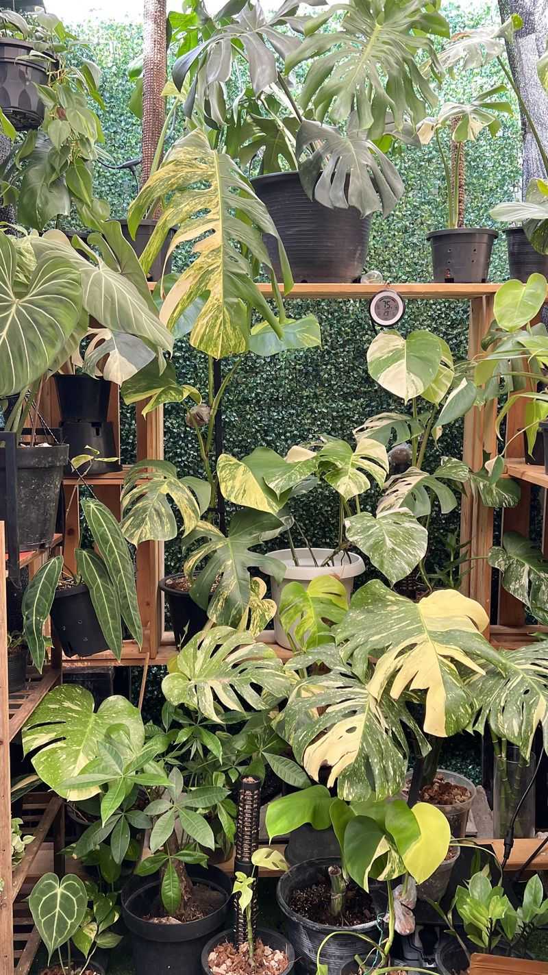 Plenty Of Distinct Types Already Sit On Indiana Plant Shelves