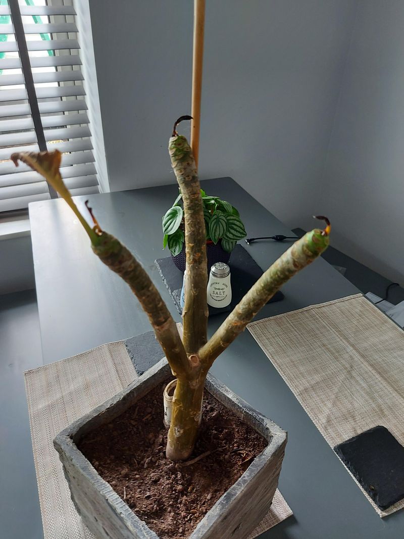 Plumeria Naps Through Winter If You Let It Plumeria Naps Through Winter If You Let It