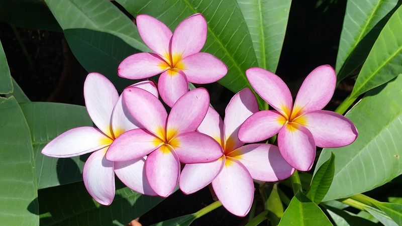 Plumeria Plumeria
