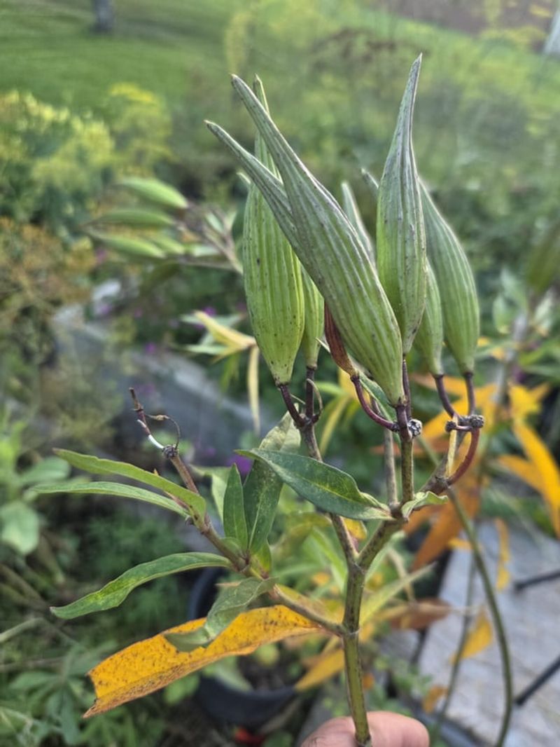 Pods That Split With Gentle Pressure Are Ready To Pick