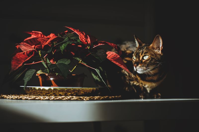 Poinsettia Leaves Are Less Scary for Pets Than Rumors Claim Poinsettia Leaves Are Less Scary for Pets Than Rumors Claim