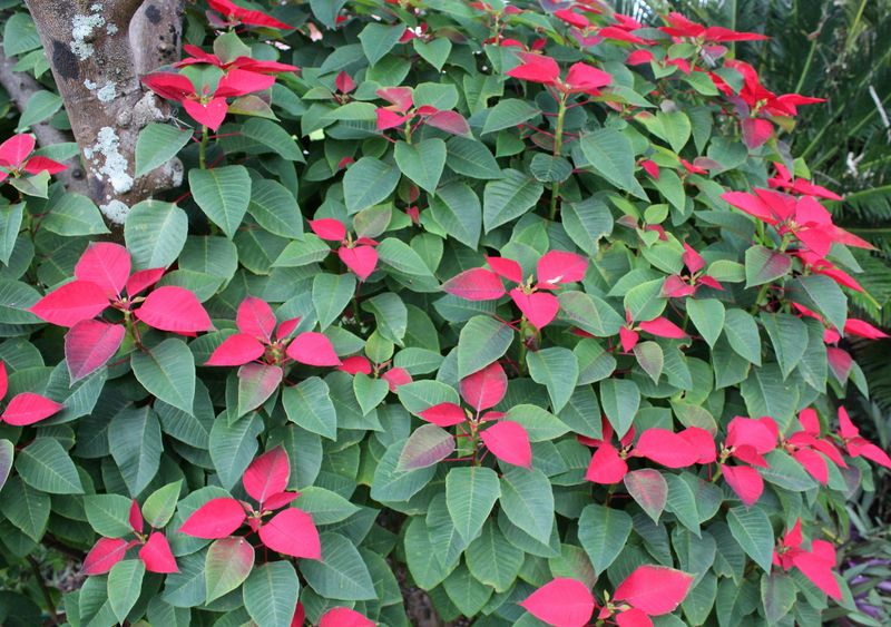 Poinsettias Are Short-Day Plants