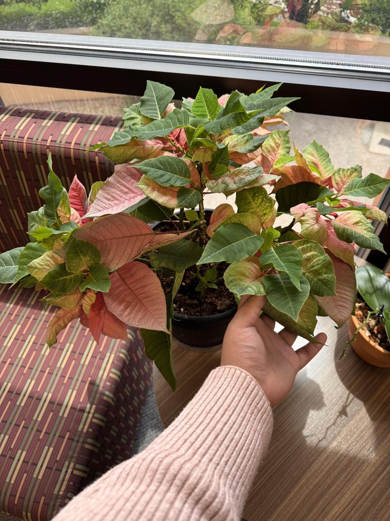 Poinsettias Bloom When Nights Get Long Poinsettias Bloom When Nights Get Long