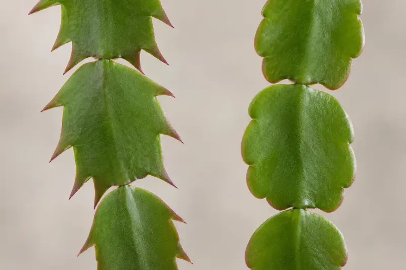Pointy Leaf Edges Tell You It Is Really A Thanksgiving Cactus Pointy Leaf Edges Tell You It Is Really A Thanksgiving Cactus