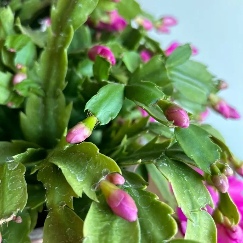 Pointy Leaf Edges Tell You It’s A Thanksgiving Cactus Pointy Leaf Edges Tell You It’s A Thanksgiving Cactus
