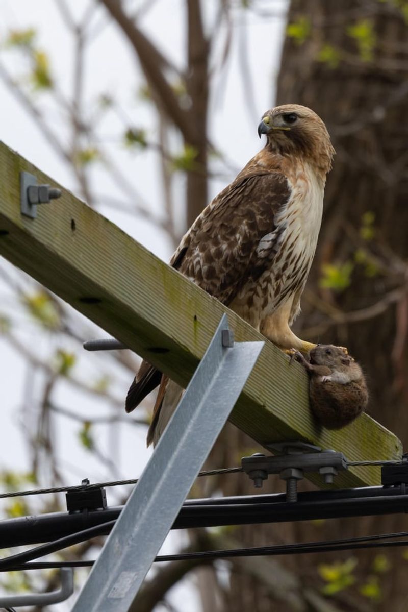 Poison Baits Can Put Wildlife At Risk