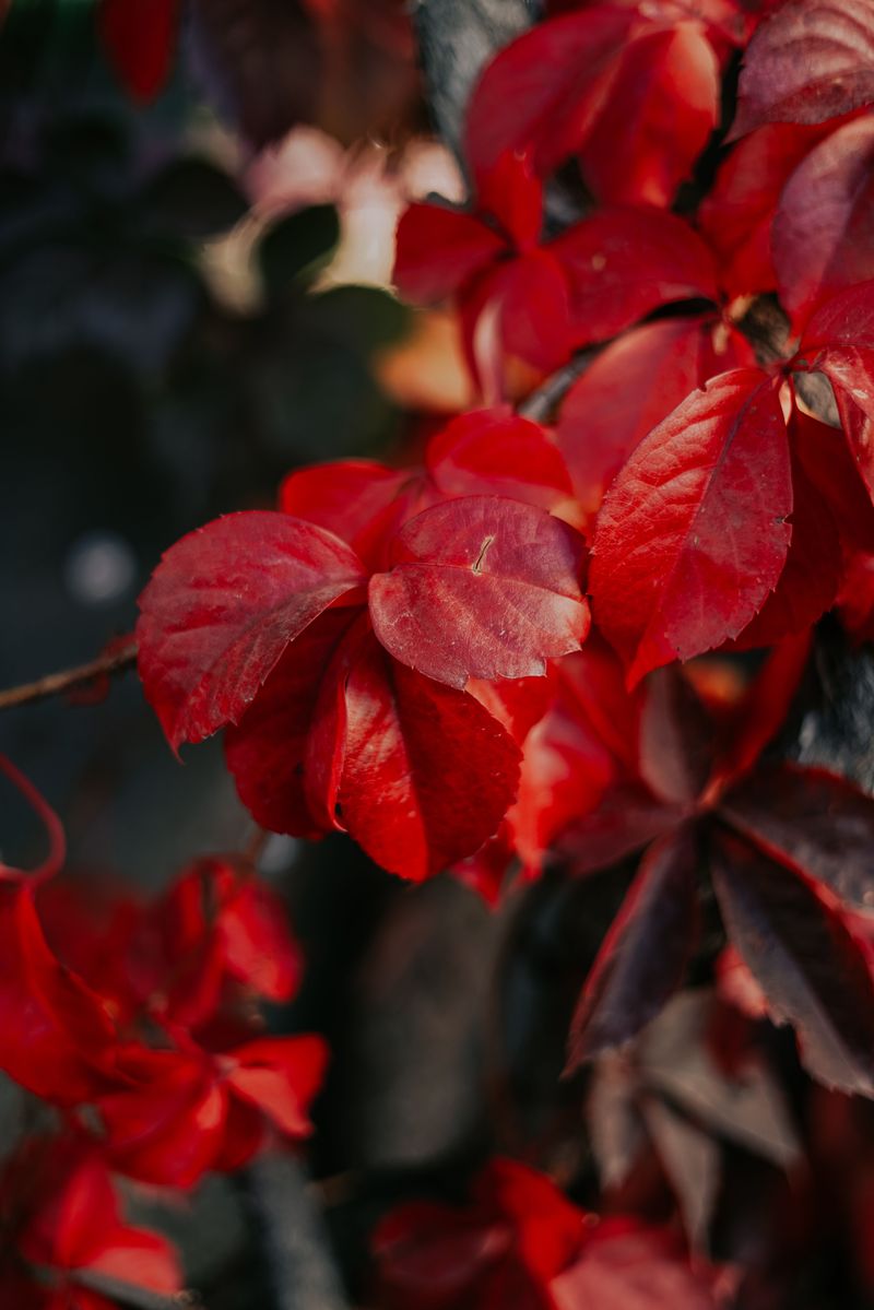 Poison Ivy Behind The Crimson Color Poison Ivy Behind The Crimson Color