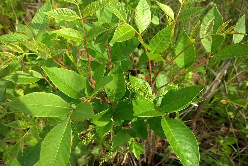 Poison Sumac Is The Shrub To Know