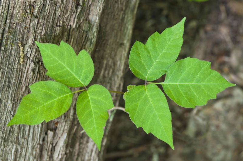 Poison ivy is a plant to rule out Poison ivy is a plant to rule out