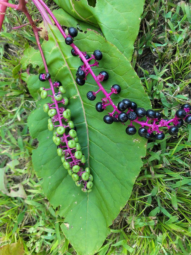 Pokeweed Berries And Roots Pokeweed Berries And Roots