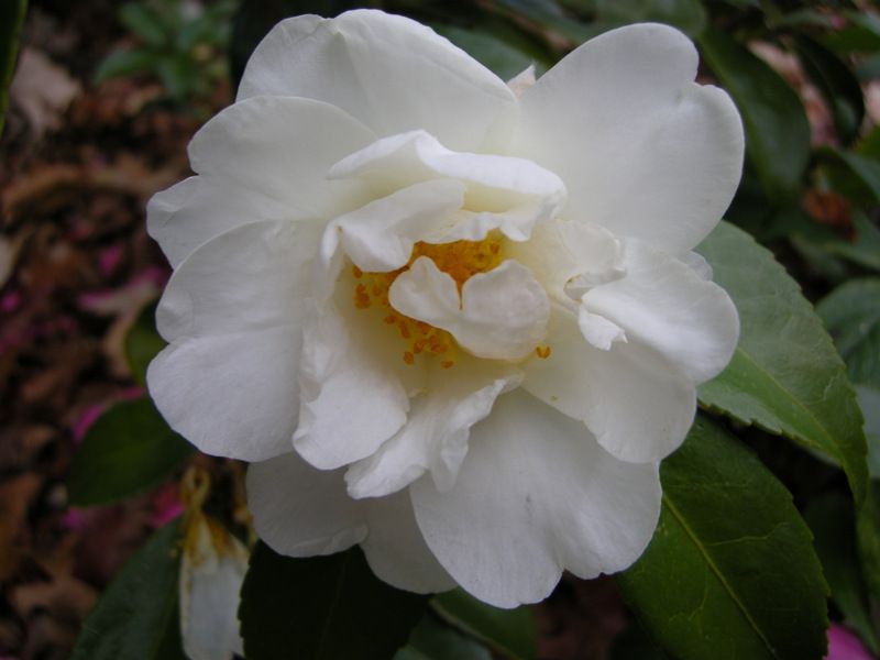 Polar Ice Camellia
