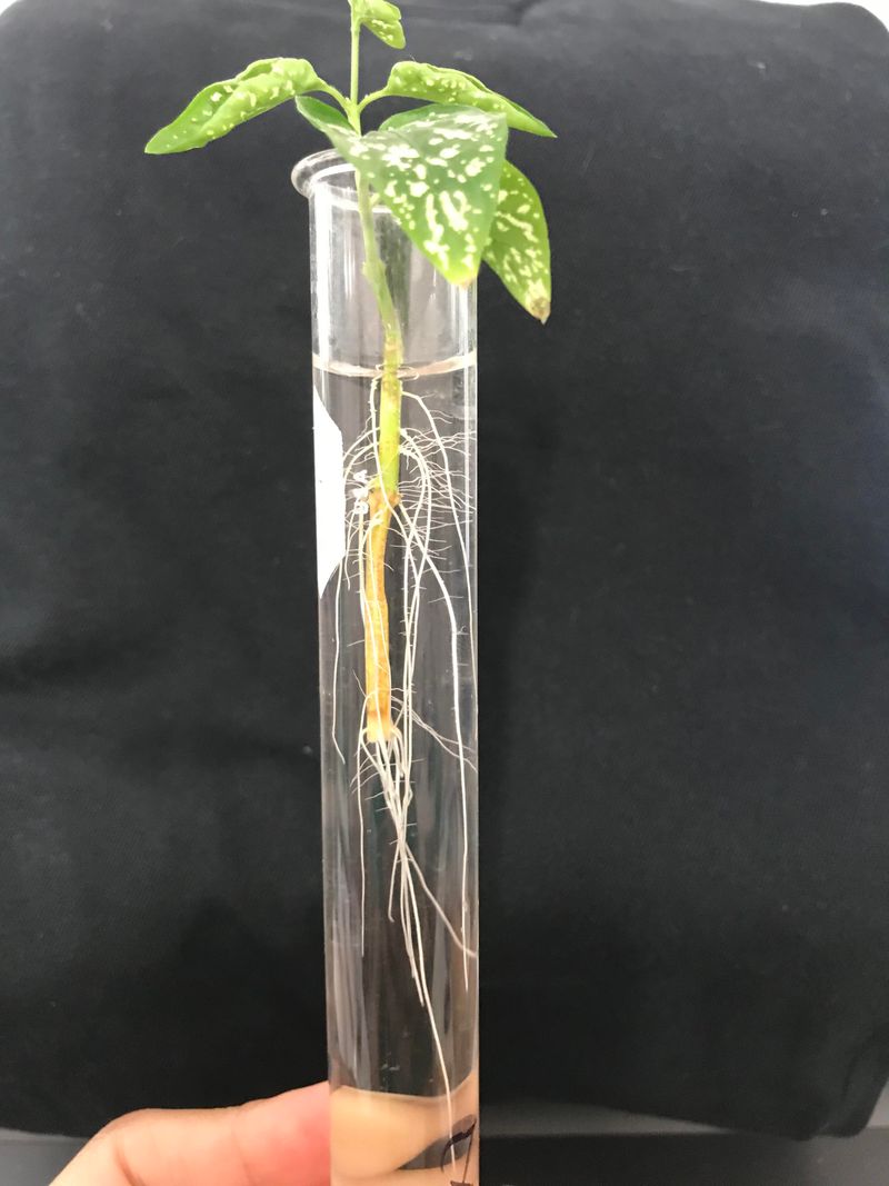 Polka Dot Plant For Splashy Leaves