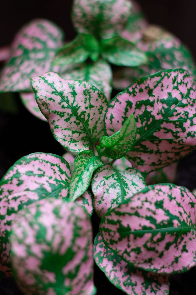 Polka Dot Plant With Freckled Pink Leaves Polka Dot Plant With Freckled Pink Leaves