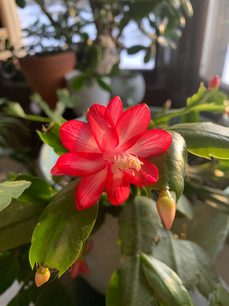 Pollen Color As An Extra Clue