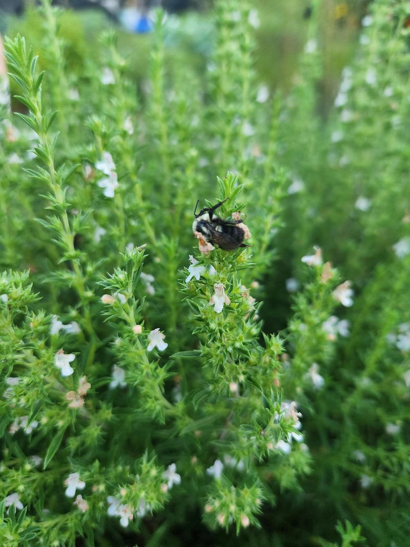 Pollinators Benefit More Than From Mulch Alone