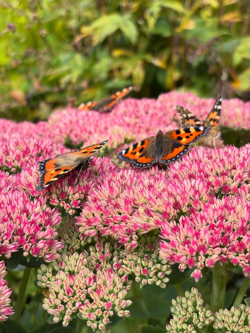 Pollinators Flock To It In Late Summer And Fall
