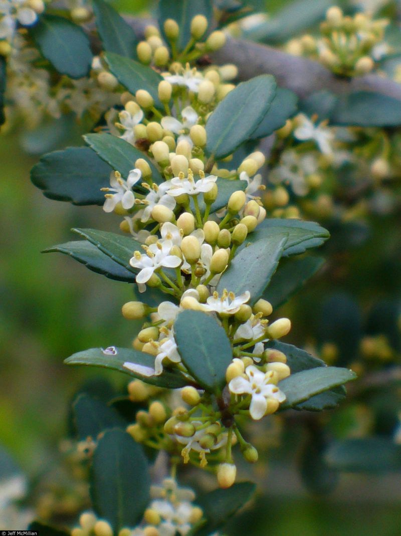 Pollinators Love Yaupon Blooms Too