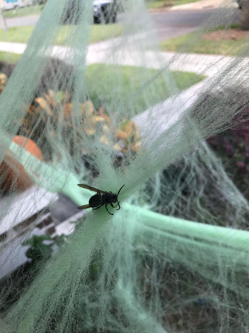 Pollinators Still Active Across Missouri In Late October
