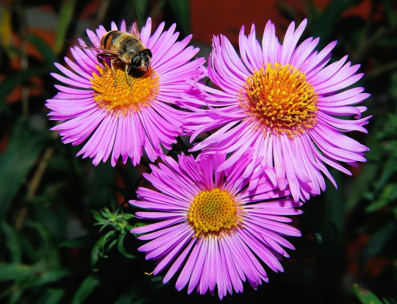 Pollinators That Help City Gardens Grow