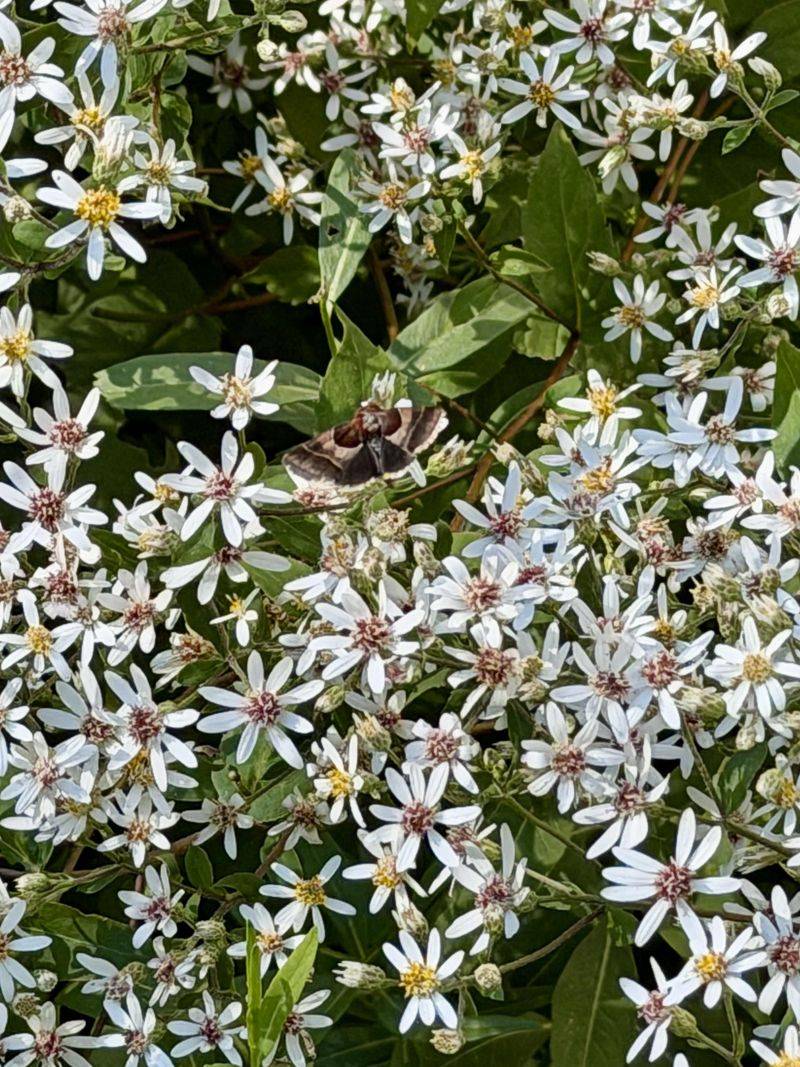 Pollinators Visit Its Late Flowers