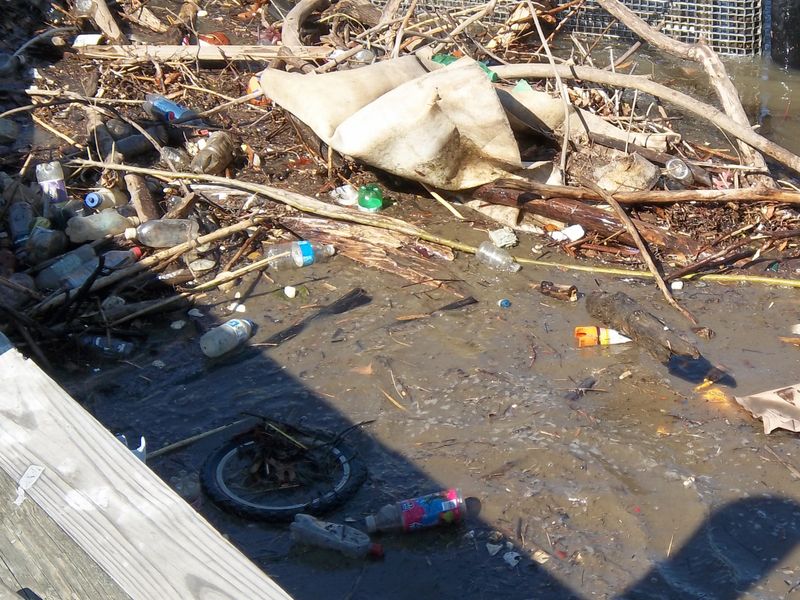 Pollution And Trapping Once Drove Otters Out Pollution And Trapping Once Drove Otters Out