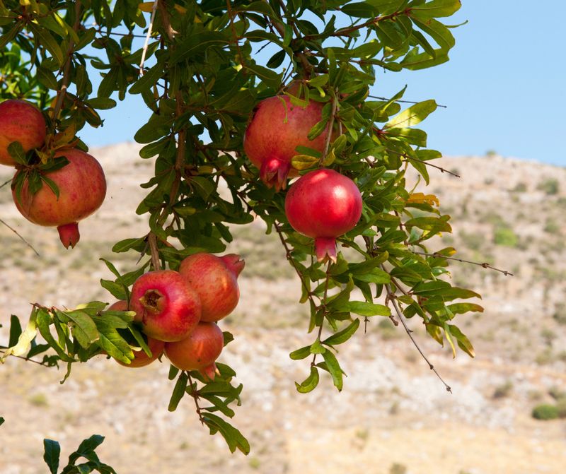 Pomegranate Pomegranate