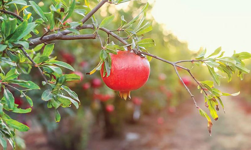 Pomegranate Pomegranate
