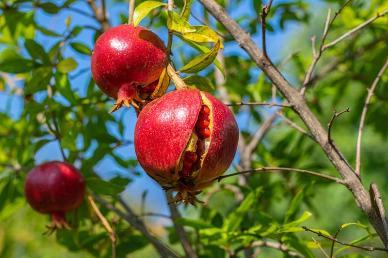 Pomegranate Wants Steady Water Until Harvest Pomegranate Wants Steady Water Until Harvest