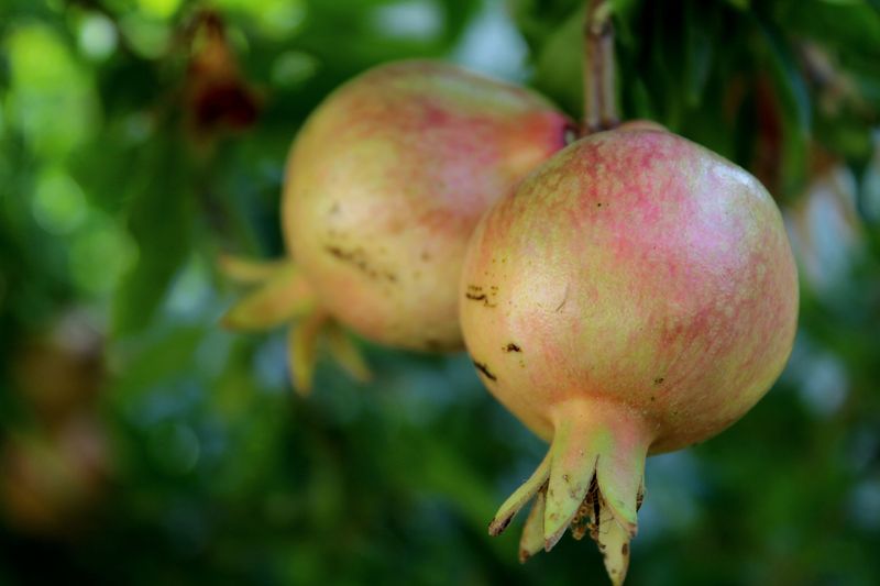 Pomegranates For The Sunniest Slope Pomegranates For The Sunniest Slope