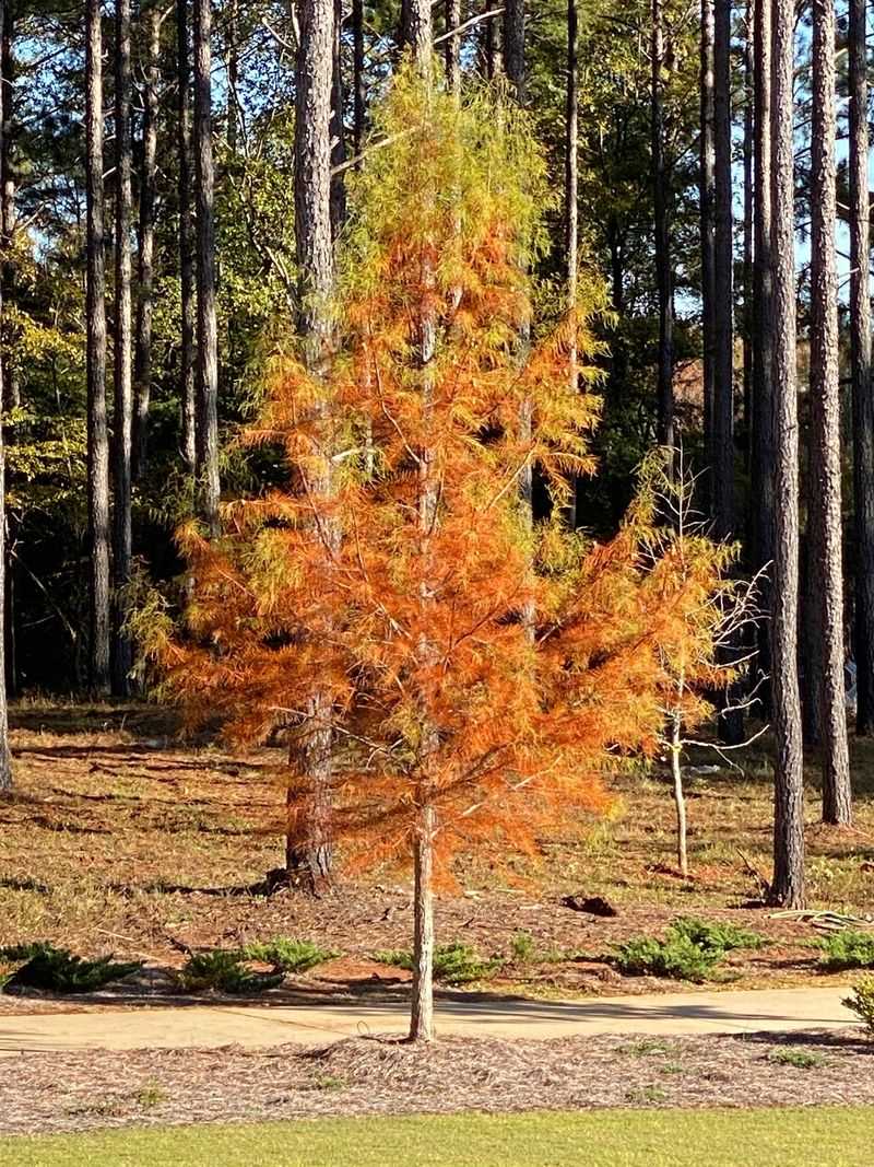 Pond Cypress Pond Cypress