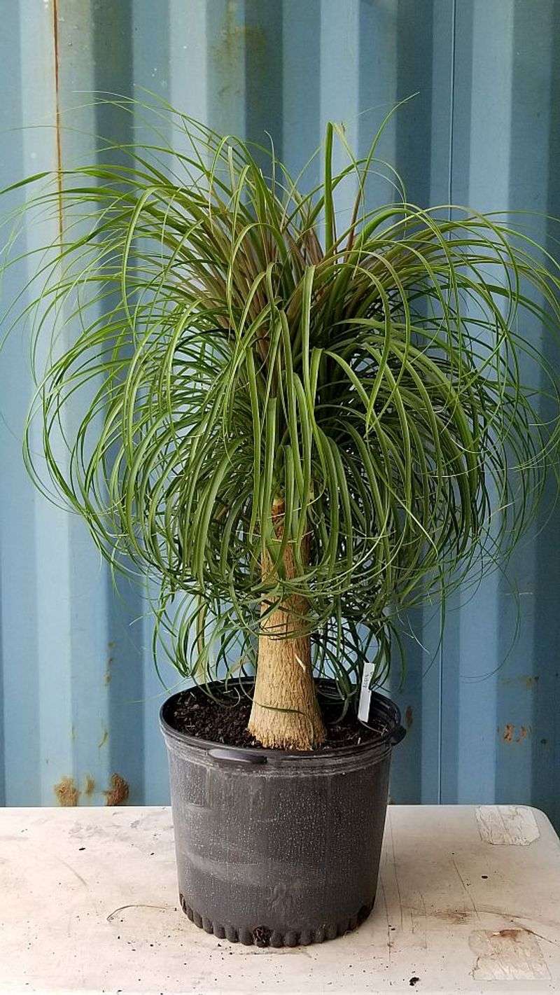 Ponytail Palm Ponytail Palm