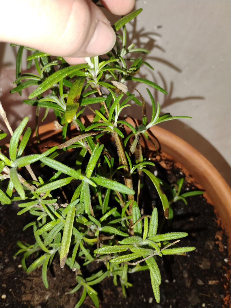Poor Drainage Keeps Roots Too Wet