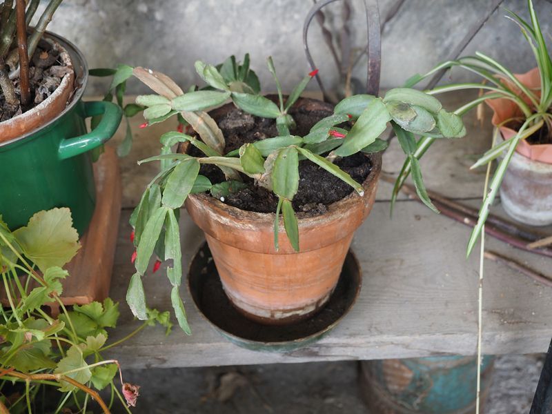 Poor Drainage Keeps Too Much Water Around The Roots