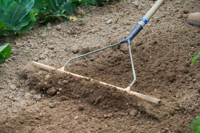 Poor Soil Contact Leaves Seeds Stranded