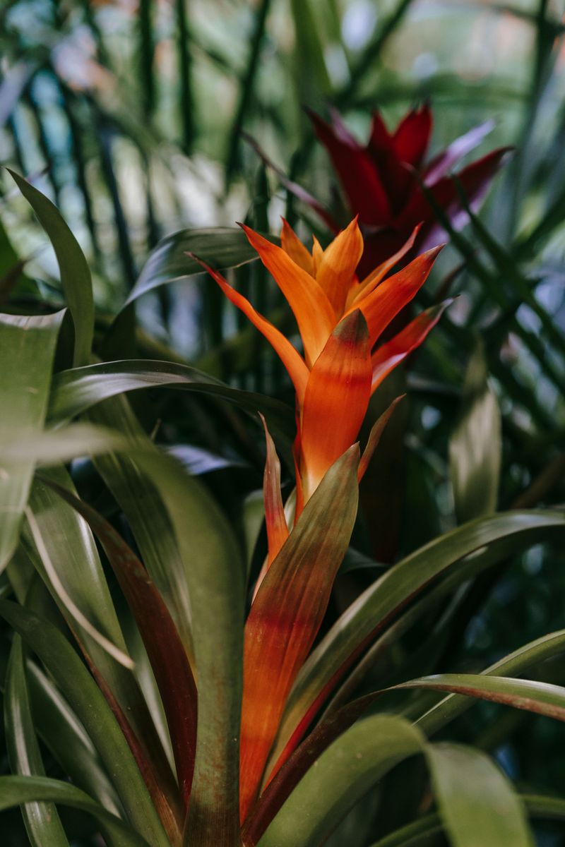 Pop In An Orange Bromeliad For Tropical Height Pop In An Orange Bromeliad For Tropical Height