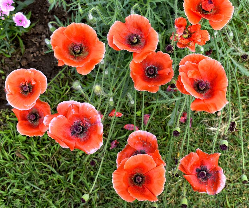 Poppies Need Winter To Sprout Well