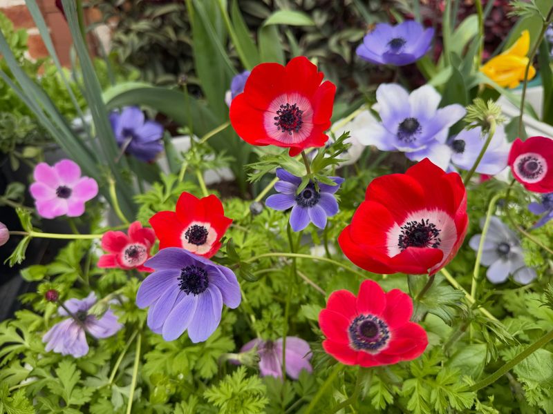 Poppy-Like Anemones Bring Bright Spring Color From Small Corms Poppy-Like Anemones Bring Bright Spring Color From Small Corms