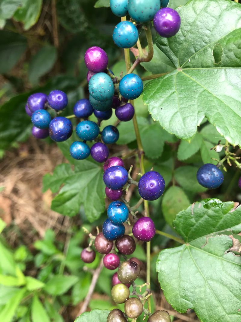 Porcelain Berry, Another Noxious Weed In Disguise Porcelain Berry, Another Noxious Weed In Disguise