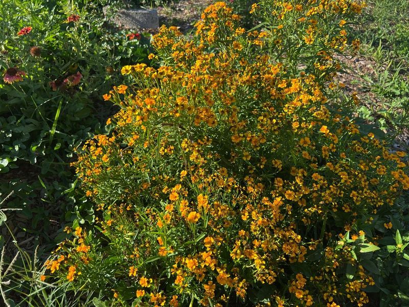 Porches Shine With Tough Mexican Tarragon Porches Shine With Tough Mexican Tarragon