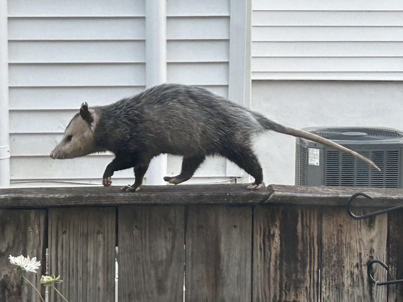 Possum Is A Nickname, Not A Different Animal Possum Is A Nickname, Not A Different Animal