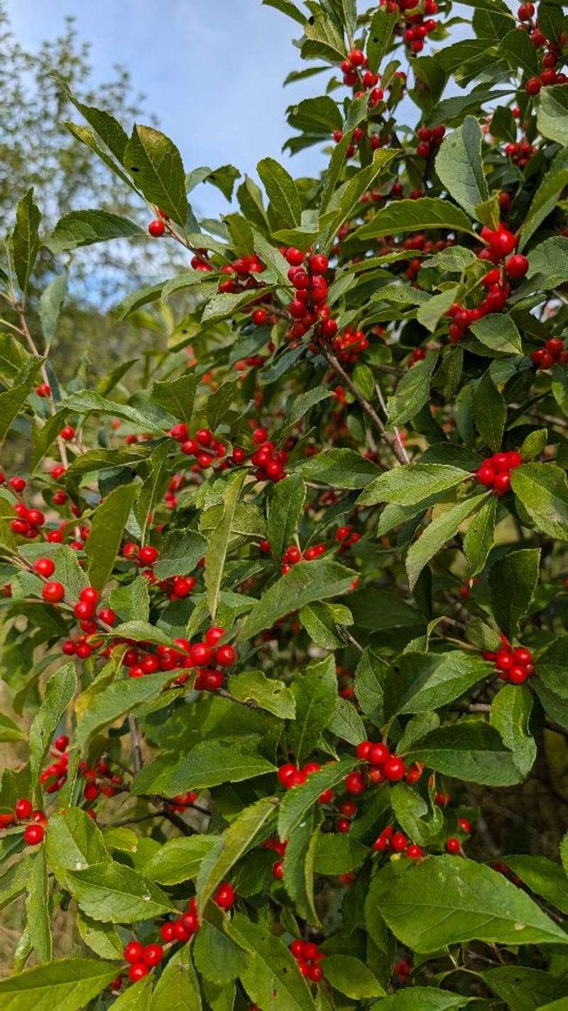 Possumhaw For Red Berries That Last Into Winter Possumhaw For Red Berries That Last Into Winter