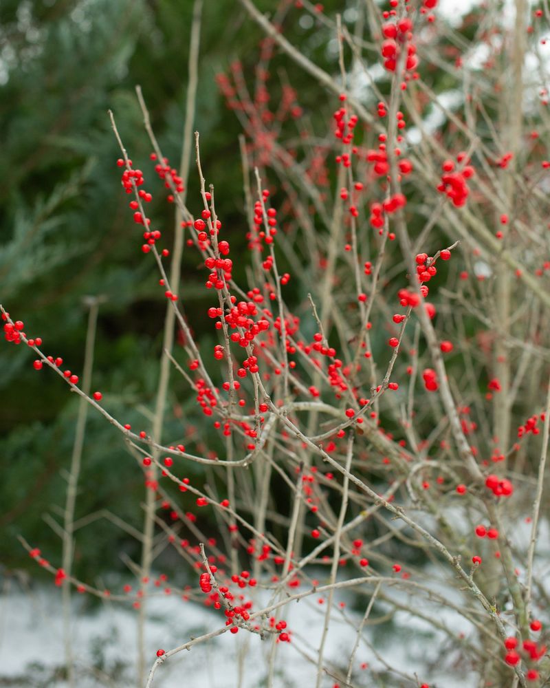 Possumhaw Holly Possumhaw Holly