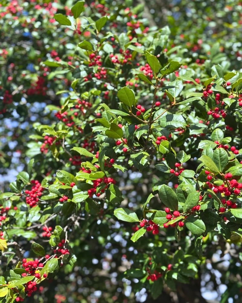 Possumhaw Holly Glows All Winter Long