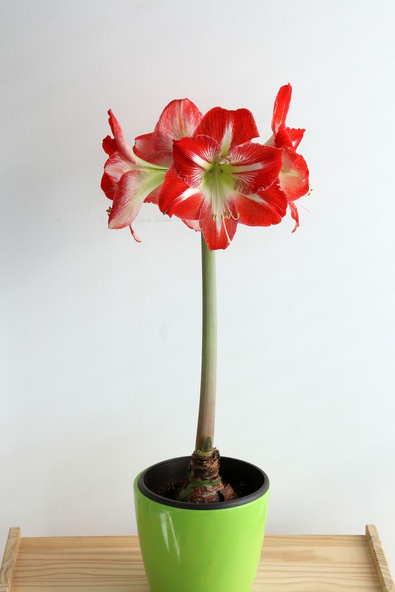 Pot Amaryllis Now For Blooms In About 6 To 8 Weeks