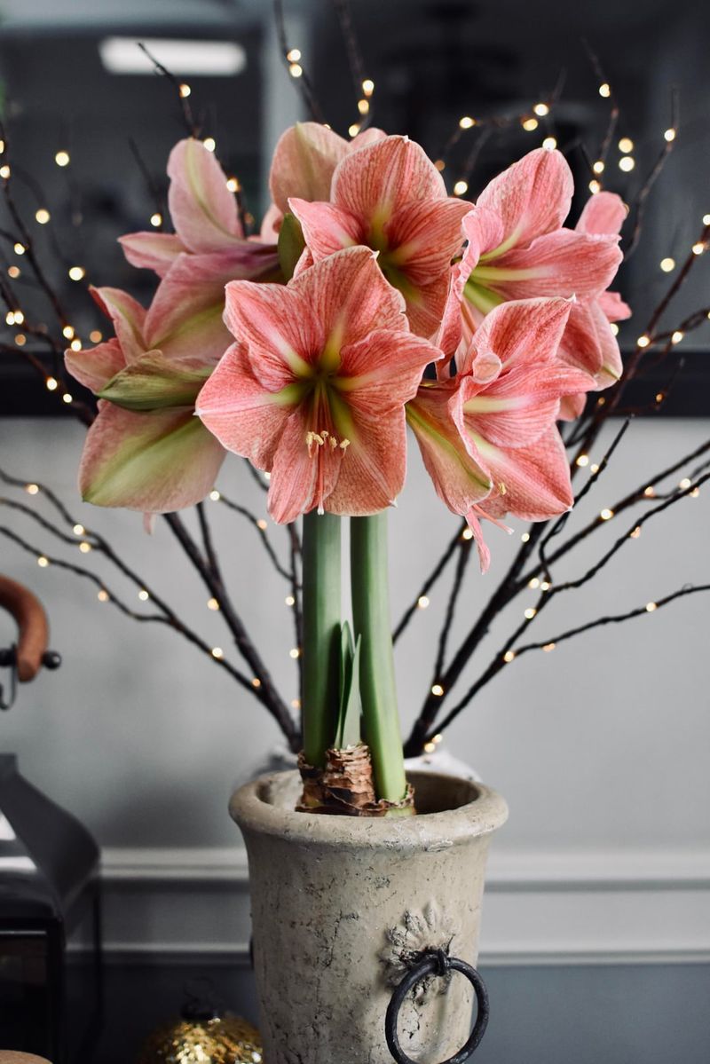 Pot Them Now For December Flowers