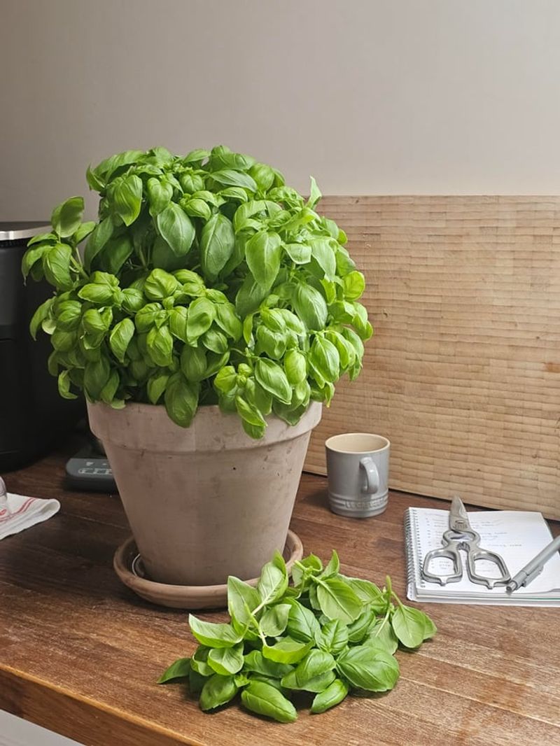 Pot Up A Plant For Indoors Pot Up A Plant For Indoors